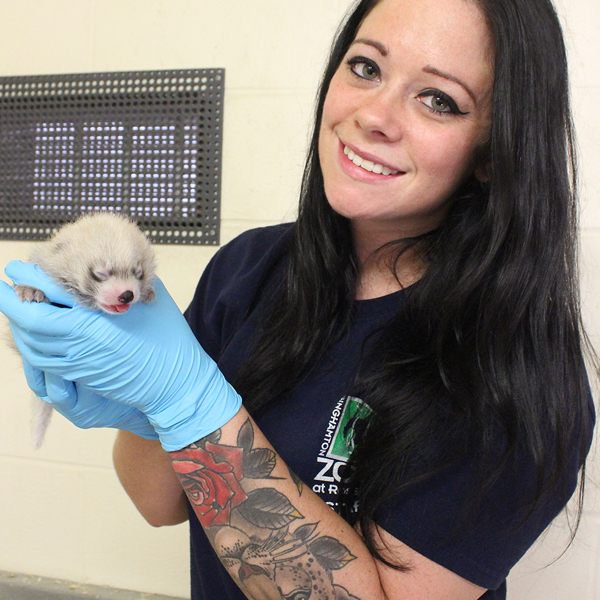 baby red panda cub born at Binghamton Zoo